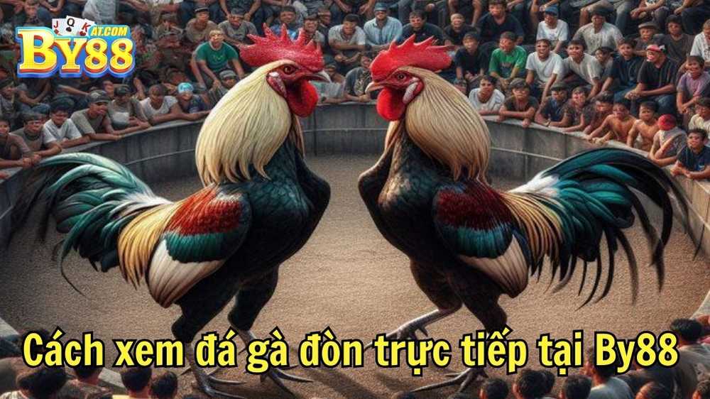 Cách xem đá gà đòn trực tiếp tại By88