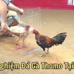 Trải Nghiệm Đá Gà Thomo Tại By88