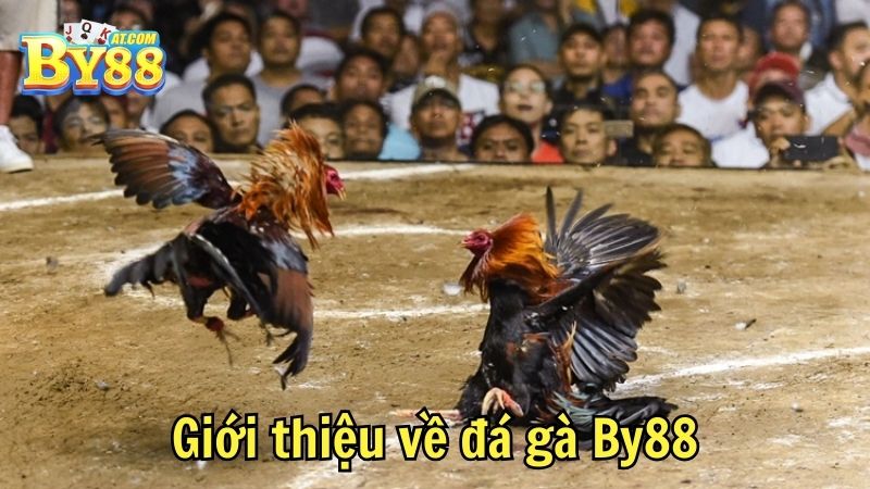 Giới thiệu về đá gà By88